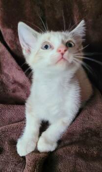 Siamese Cats Available for Adoption in New Braunfels, Texas - Jinx | PetCurious