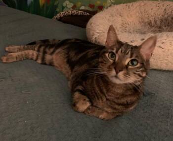 Maddie Mae -  Tabby Cat for Adoption - Maddie Mae | PetCurious