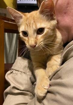 Rescue Domestic Short Hair Cats for Adoption in Philadelphia, Pennsylvania - Edwin Odesseiron | PetCurious