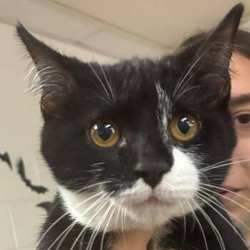 Meow Donna -  Domestic Short Hair Cat for Adoption in Gadsden, Alabama - Meow Donna | PetCurious