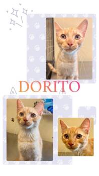 Dorito -  Domestic Medium Hair Cat for Adoption in Rensselaer, Indiana - Dorito | PetCurious