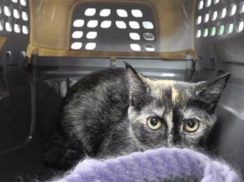 STARSHIP TROOPER -  Domestic Short Hair Cat for Adoption in Omaha, Nebraska - STARSHIP TROOPER | PetCurious