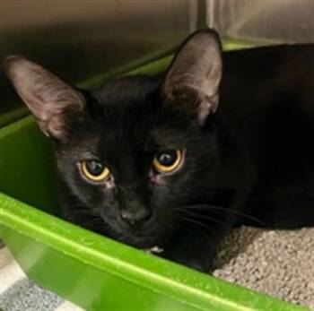 MANGO -  Domestic Short Hair Cat for Adoption in Vaughan, Ontario - MANGO | PetCurious