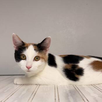 Fee -  American Shorthair and Domestic Short Hair Cat for Adoption in Mount Vernon, Illinois - Fee | PetCurious