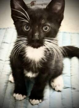 Donna -  Domestic Short Hair Cat for Adoption in Thatcher, Arizona - Donna | PetCurious