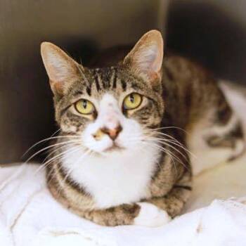 Louie -  Domestic Short Hair Cat for Adoption in Atlanta, Georgia - Louie | PetCurious