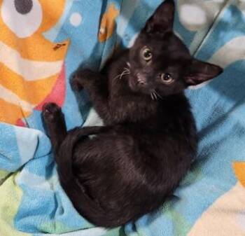 Rescue Domestic Short Hair Cats for Adoption in Morrison, Colorado - Smidge Haseman | PetCurious