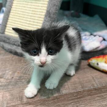 Cherokee -  Domestic Short Hair Cat for Adoption in Marion, Virginia - Cherokee | PetCurious