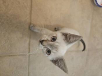 Huey II -  Siamese and American Shorthair Cat for Adoption in Austin, Texas - Huey II | PetCurious