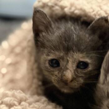 Domestic Short Hair Cats Available for Adoption in Dallas, Texas - Malbec | PetCurious