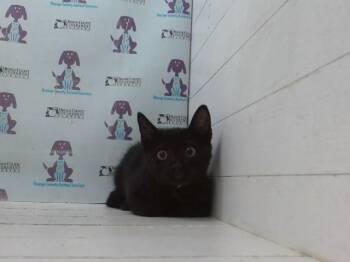 RANNI THE WITCH -  Domestic Short Hair Cat for Adoption in Orlando, Florida - RANNI THE WITCH | PetCurious