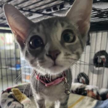 Grey Miss -  Domestic Short Hair Cat for Adoption in Sarasota, Florida - Grey Miss | PetCurious