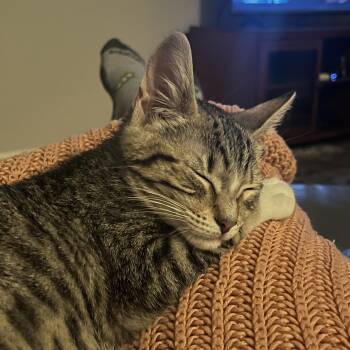 Punky Brewster -  Tabby Cat for Adoption in Avondale, Pennsylvania - Punky Brewster | PetCurious