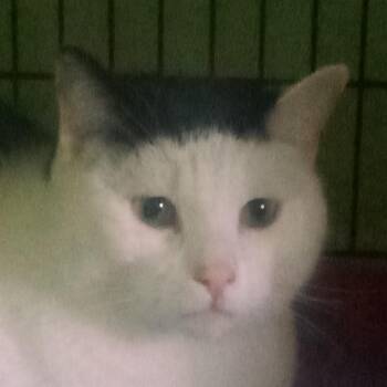 Rescue Domestic Short Hair and Tuxedo Cats for Adoption in Andover, Kansas - LINCOLN | PetCurious