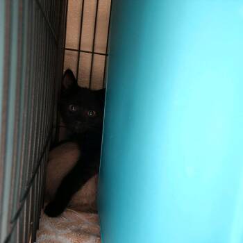 Swiss Roll -  Domestic Short Hair Cat for Adoption in Columbus, North Carolina - Swiss Roll | PetCurious