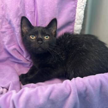 Groot -  Domestic Short Hair Cat for Adoption in Matteson, Illinois - Groot | PetCurious