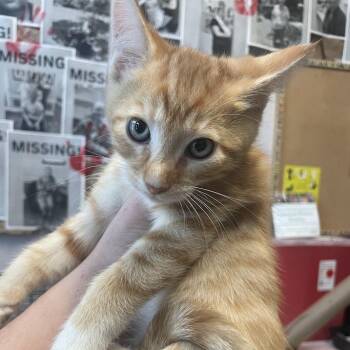 1547-C26 -  Domestic Short Hair Cat for Adoption in Port Charlotte, Florida - 1547-C26 | PetCurious