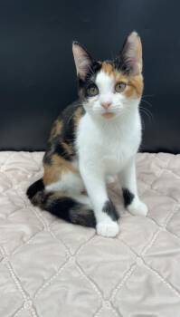 Mary Burel -  Domestic Short Hair Cat for Adoption in Lawrenceville, Georgia - Mary Burel | PetCurious