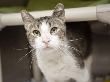 Domestic Short Hair Cats Available for Adoption in Phoenix, Arizona - ALLIGATOR JONES | PetCurious