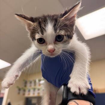 Thelma -  Domestic Short Hair Cat for Adoption in Lynchburg, Virginia - Thelma | PetCurious