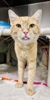 WAYNE -  Domestic Short Hair Cat for Adoption in Derwood, Maryland - WAYNE | PetCurious