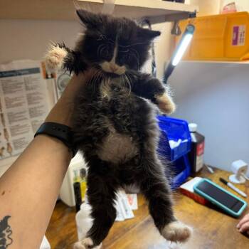 Gary -  Domestic Medium Hair Cat for Adoption in Medina, Ohio - Gary | PetCurious