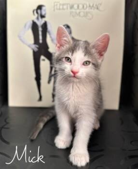 Mick -  Domestic Long Hair and Domestic Short Hair Cat for Adoption in Morton Grove, Illinois - Mick | PetCurious