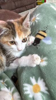 Chloe -  Domestic Short Hair Cat for Adoption - Chloe | PetCurious