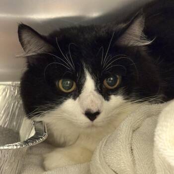 Pound Cake -  Domestic Short Hair Cat for Adoption in Asheville, North Carolina - Pound Cake | PetCurious