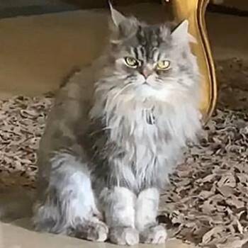 Rescue Persian and Chinchilla Cats for Adoption in Mississauga, Ontario - Prince Silver | PetCurious