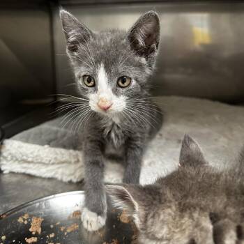 Pinko -  Domestic Short Hair Cat for Adoption in Blue Ridge, Georgia - Pinko | PetCurious