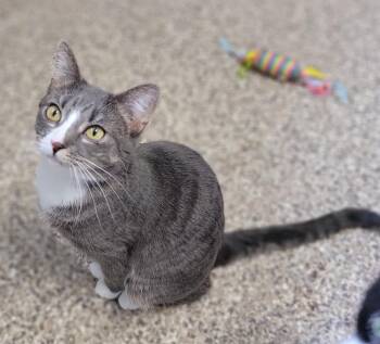 Frosty McMittens -  Domestic Short Hair Cat for Adoption in Fremont, Ohio - Frosty McMittens | PetCurious