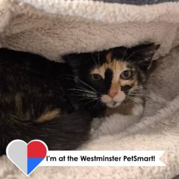 Guacamole -  Domestic Short Hair Cat for Adoption in Fort Collins, Colorado - Guacamole | PetCurious