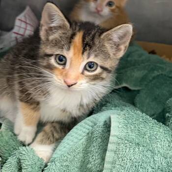 Domestic Short Hair Cats Available for Adoption in Troy, Virginia - Shenandoah | PetCurious
