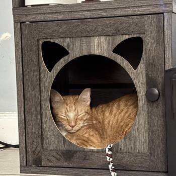 Banjo -  Domestic Short Hair Cat for Adoption in Fort Lauderdale, Florida - Banjo | PetCurious
