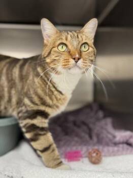 Fitzgerald -  Domestic Short Hair Cat for Adoption in Orland Hills, Illinois - Fitzgerald | PetCurious