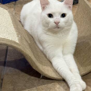 Devens -  Domestic Short Hair Cat for Adoption in Bourne, Massachusetts - Devens | PetCurious