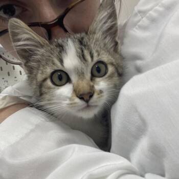 Peacock -  Domestic Short Hair Cat for Adoption in Lakewood, California - Peacock | PetCurious
