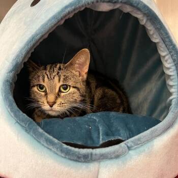 Domestic Short Hair Cats Available for Adoption in Abbotsford, British Columbia - Lock | PetCurious
