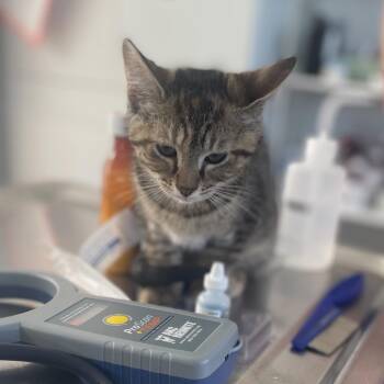 Phlox -  Domestic Short Hair Cat for Adoption in Chapel Hill, North Carolina - Phlox | PetCurious
