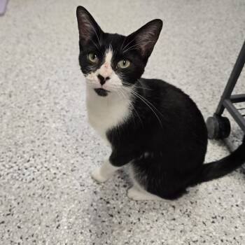 Penelope -  Domestic Short Hair Cat for Adoption in Mount Carmel, Illinois - Penelope | PetCurious