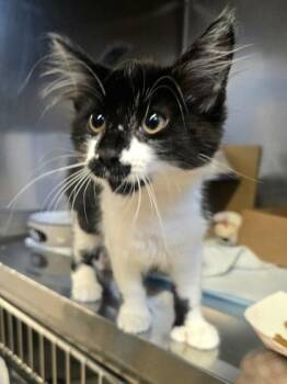 Inkblot -  Domestic Medium Hair and Domestic Short Hair Cat for Adoption in Roseville, California - Inkblot | PetCurious