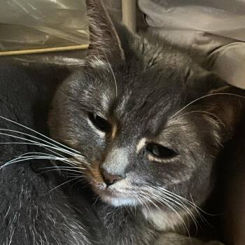 Domestic Short Hair Cats Available for Adoption in Saugerties, New York - Dream | PetCurious