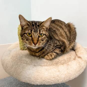 Rescue Domestic Short Hair Cats for Adoption in Decherd, Tennessee - Eliza | PetCurious