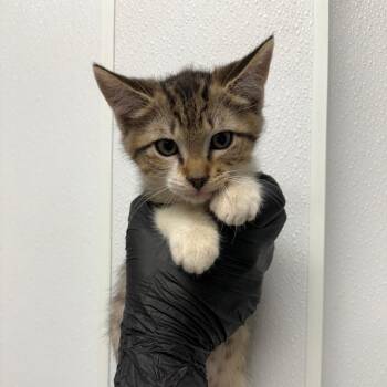 Tiger -  Domestic Short Hair Cat for Adoption in Abilene, Texas - Tiger | PetCurious