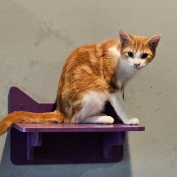 Rescue Domestic Short Hair Cats for Adoption in Nashville, Tennessee - Swish | PetCurious