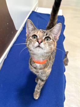 Stella Kidd -  Domestic Short Hair Cat for Adoption in Chicago, Illinois - Stella Kidd | PetCurious