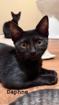 Daphne -  Domestic Short Hair Cat for Adoption in Murfreesboro, Tennessee - Daphne | PetCurious