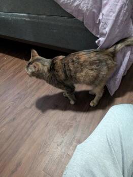 Bertie -  Domestic Short Hair Cat Available for Adoption in Fort Worth, Texas - Bertie | PetCurious