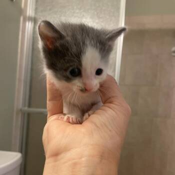 Pizzelle -  Domestic Short Hair Cat for Adoption in Bel Air, Maryland - Pizzelle | PetCurious